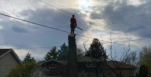 Tree Solutions