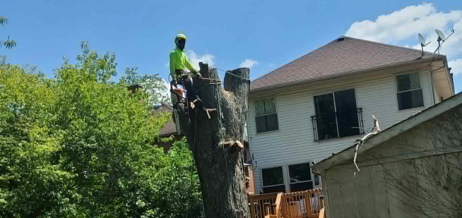 Tree Service