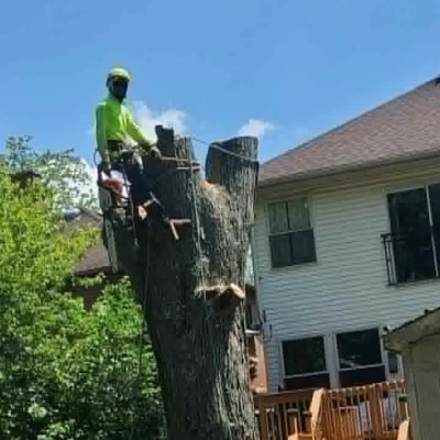Tree Service